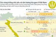 [Infographic] Các vùng trồng chủ yếu và sản lượng lúa gạo ở Việt Nam