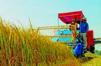 Chính phủ thống nhất việc mở rộng hạn điền, tích tụ ruộng đất