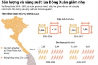 [Infographic] Sản lượng và năng suất lúa vụ Đông Xuân giảm nhẹ