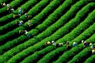 Hướng đi nào cho nông sản hữu cơ?