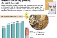 [Infographic] Nhập khẩu thức ăn tăng gánh nặng cho ngành chăn nuôi