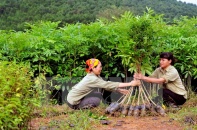 Vượt nhiều chỉ tiêu trong Chiến lược phát triển lâm nghiệp 2006 - 2020