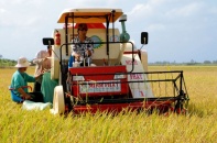 Liên kết trồng lúa giúp nông dân Cà Mau "ăn ngon ngủ yên"