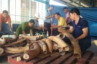 Bắt giữ gần 900 vụ vi phạm hải quan trong tháng 2