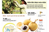 [Infographic] Miền Bắc được mùa nhãn