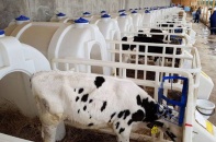 TH true MILK đưa "tiếng chuông" vang xa trên đất Nga