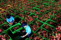 Nỗi buồn thanh long, nỗi đau nghiệp đoàn