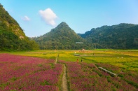 Khám phá thung lũng hoa lớn nhất Việt Nam