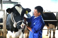 Mộc Châu Milk và bí quyết thành công sau 61 năm hoạt động