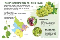 [Infographic] Phát triển thương hiệu nho Ninh Thuận