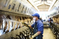 Vinamilk đã chi 1.171 tỷ đồng để M&A công ty sở hữu Mộc Châu Milk