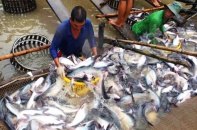 Được miễn thuế, cá tra Việt rộng đường sang Trung Quốc 