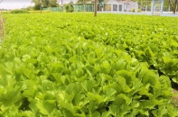"Đột nhập" vùng trồng rau miền Tây tươi mướt như ở Đà Lạt cung cấp cho Bách Hóa Xanh 