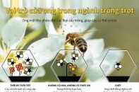 [Infographic] Vai trò của ong trong ngành trồng trọt