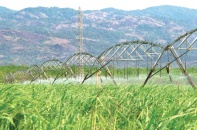 Mía đường: “Sân chơi” không dành cho kẻ yếu 