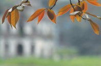 Tết Hà Nội: Ngõ nhỏ, phố nhỏ, nhà tôi ở đó…!