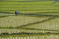 Chuyển đổi 78,26 ha đất trồng lúa sang đất phi nông nghiệp