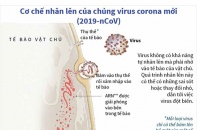 [Infographic] Cơ chế nhân lên của chủng virus Corona mới (2019-nCoV)