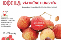 [Infographic] Độc lạ quả vải trứng Hưng Yên