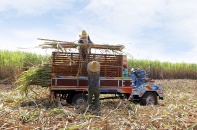 Cây mía Việt Nam vươn mình qua thách thức