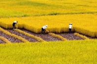 Cho phép Hải Dương, Sóc Trăng chuyển hơn 33 ha đất trồng lúa sang đất phi nông nghiệp