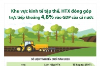 [Infographic] Khu vực kinh tế tập thể, Hợp tác xã đóng góp trực tiếp khoảng 4,8% vào GDP của cả nước 