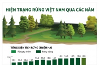 [Infographic] Hiện trạng rừng Việt Nam qua các năm 