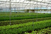 Thành lập Khu nông nghiệp ứng dụng công nghệ cao Thái Nguyên