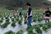 Phê duyệt Đề án lựa chọn, hoàn thiện, nhân rộng mô hình hợp tác xã kiểu mới 