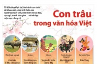 [Infographic] Con trâu trong văn hóa Việt