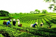 Phê duyệt Chiến lược phát triển kinh tế tập thể, hợp tác xã giai đoạn 2021 - 2030