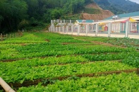 Màu xanh phủ kín Pom Ngồ