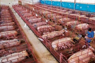 Giảm 50% mức thu phí trong chăn nuôi đến hết năm 2021