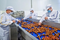 Tấp nập dự án sản xuất, chế biến rau quả