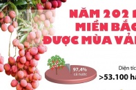 [Infographic] Năm 2021, miền Bắc được mùa vải thiều