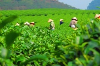 Bộ Kế hoạch và Đầu tư đề nghị xây dựng Luật Hợp tác xã (sửa đổi)