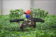 Nafoods lai tạo thành công hai giống chanh leo đầu tiên của Việt Nam