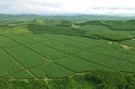 Thương hiệu chuối KDA của Việt Nam khẳng định vị thế trên thị trường quốc tế
