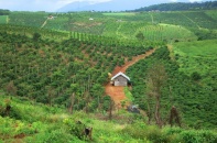 Ngăn chặn chuyển mục đích sử dụng đất rừng trái quy định, huy động nguồn lực đầu tư cho lâm nghiệp