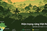 [Infographic] Hiện trạng rừng Việt Nam