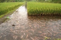 Phấn đấu đến năm 2025, giá trị xuất khẩu thủy sản đạt 7,8 tỷ USD/năm