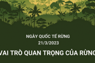 Ngày quốc tế Rừng 21/3/2023: "Rừng và Sức khỏe"