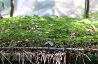 Phê duyệt Chương trình phát triển Sâm Việt Nam đến năm 2030, định hướng đến năm 2045