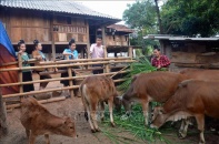 Hộ gia đình sản xuất, kinh doanh tại vùng khó khăn được vay tối đa 100 triệu đồng với lãi suất 9%/năm