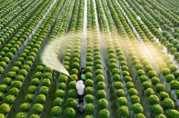 Vi phạm hành chính về trồng trọt bị phạt tới 100 triệu đồng