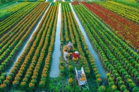 Đưa hợp tác xã nông nghiệp trở thành mô hình kinh tế - xã hội quan trọng ở khu vực nông thôn