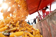 FAO: Chỉ số giá lương thực toàn cầu tăng hai tháng liên tiếp