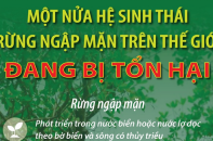 Một nửa hệ sinh thái rừng ngập mặn trên thế giới đang bị tổn hại