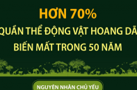 Hơn 70% quần thể động vật hoang dã biến mất trong 50 năm qua