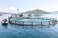 Phê duyệt Đề án thí điểm phát triển nuôi biển công nghệ cao tại Khánh Hòa